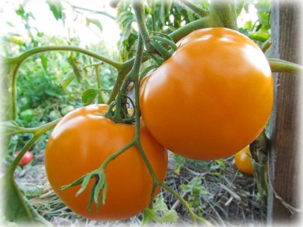 О желтых томатах: описание сорта, характеристики помидоров, посев