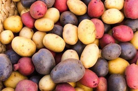 Чем отличается столовые сорта картофеля от универсальных — Все про дачу