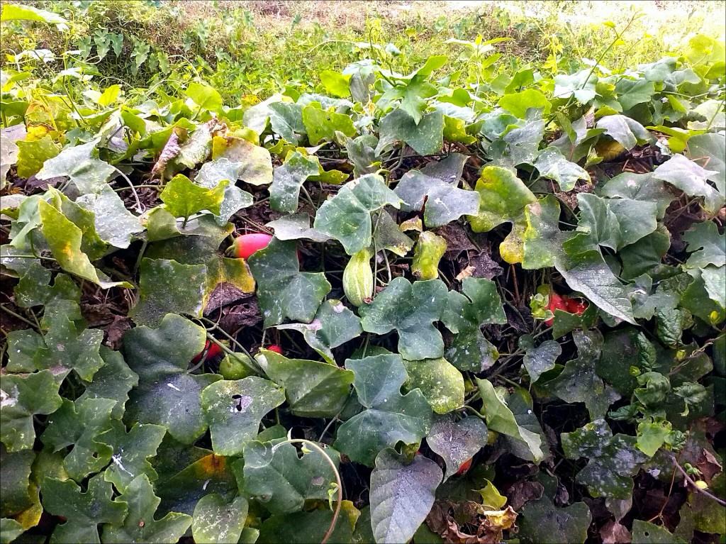 Что сажать рядом с капустой: с чем можно посадить капусту по соседству