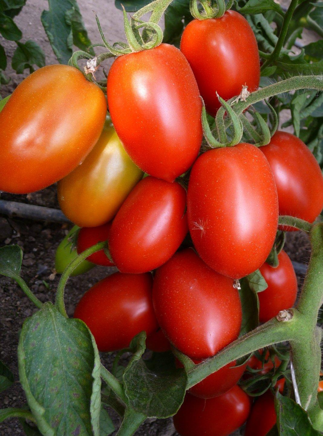 Эксклюзив родом из Италии — томат Красная груша Франков: описание сорта и его характеристики