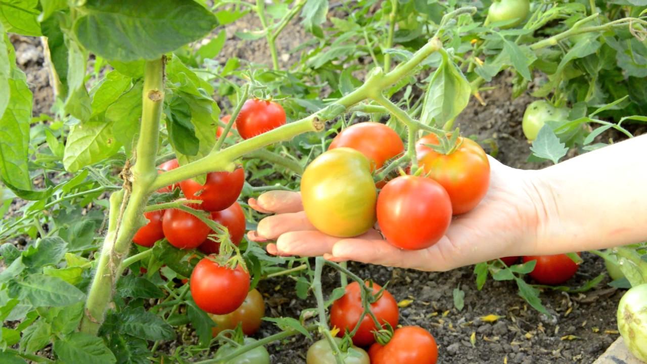 Выращиваем помидоры в домашних условиях