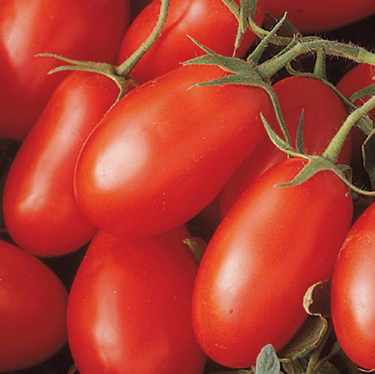 Толстой помидоры описание сорта фото