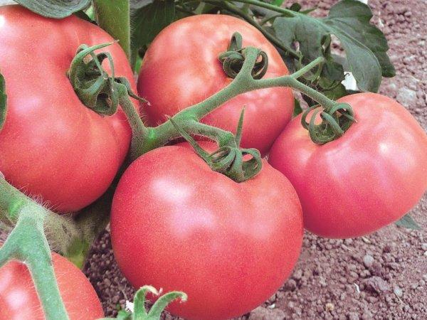 Характеристики томата Малиновый рай: крупные плоды, индетерминантный рост
