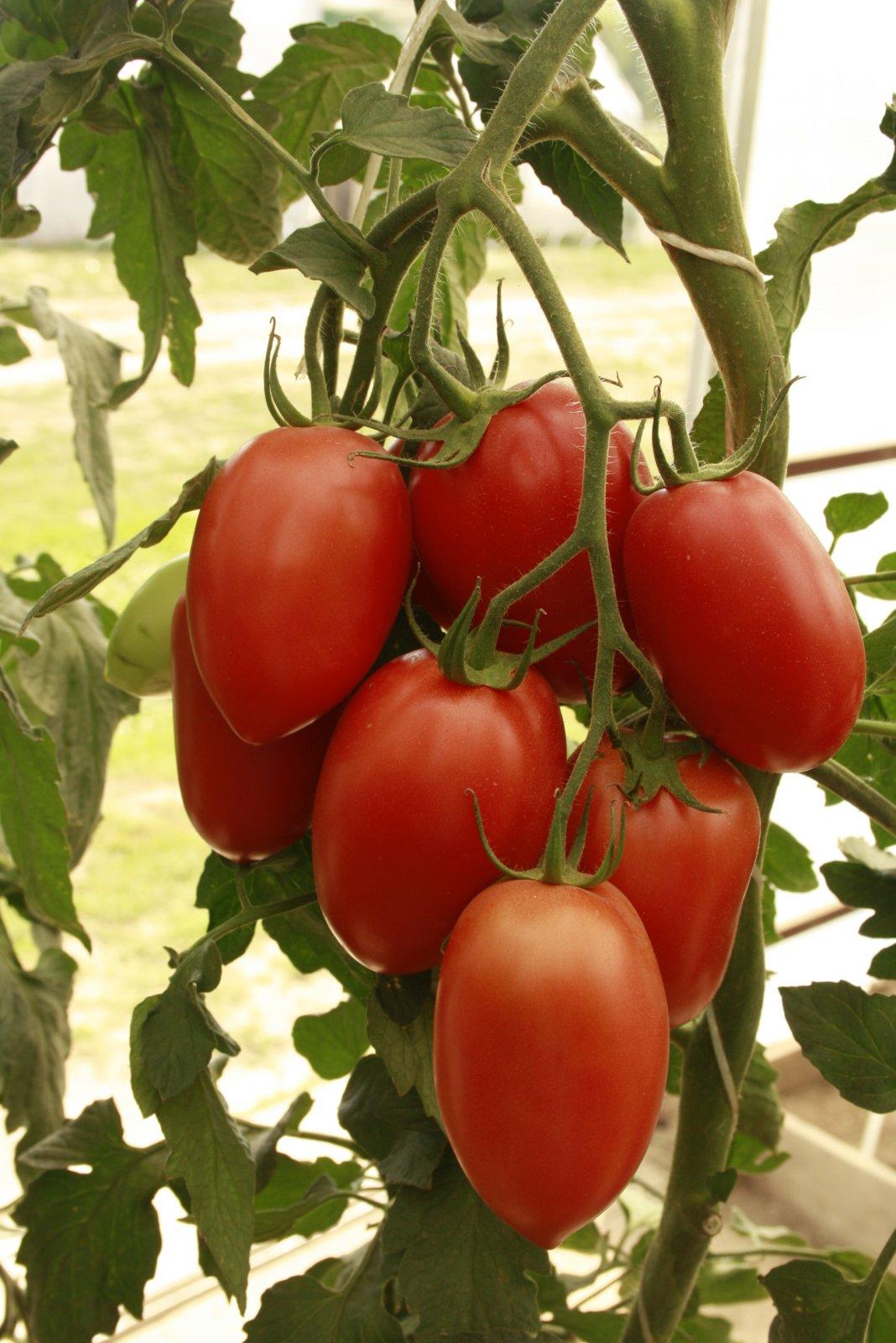 О томате Соседская зависть: описание сорта, характеристики помидоров, посев