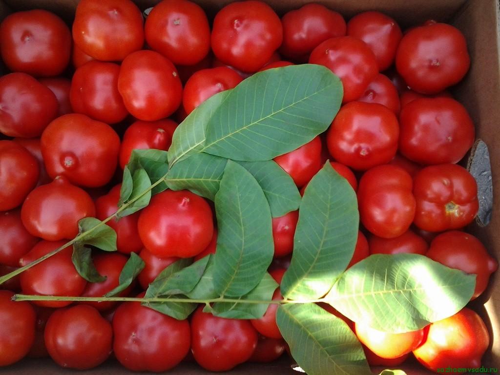 Томат примадонна (35 фото): описание и отзывы, помидоры сорта