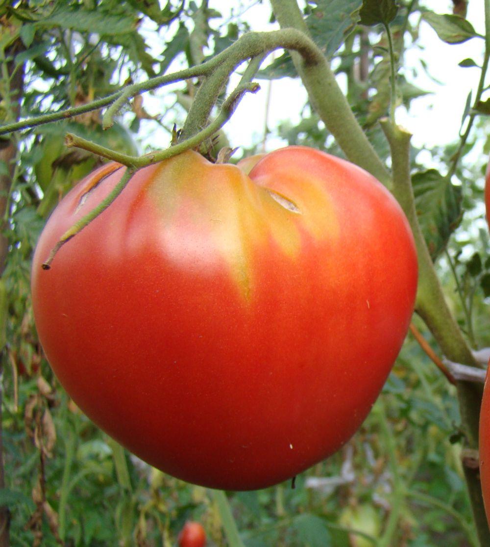 Толстушка: описание сорта томата, характеристики помидоров, посев
