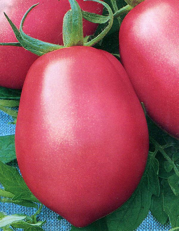 Томат Розовый Фламинго полосатый: описание и характеристика сорта, фото помидоров, отзывы об урожайности куста
