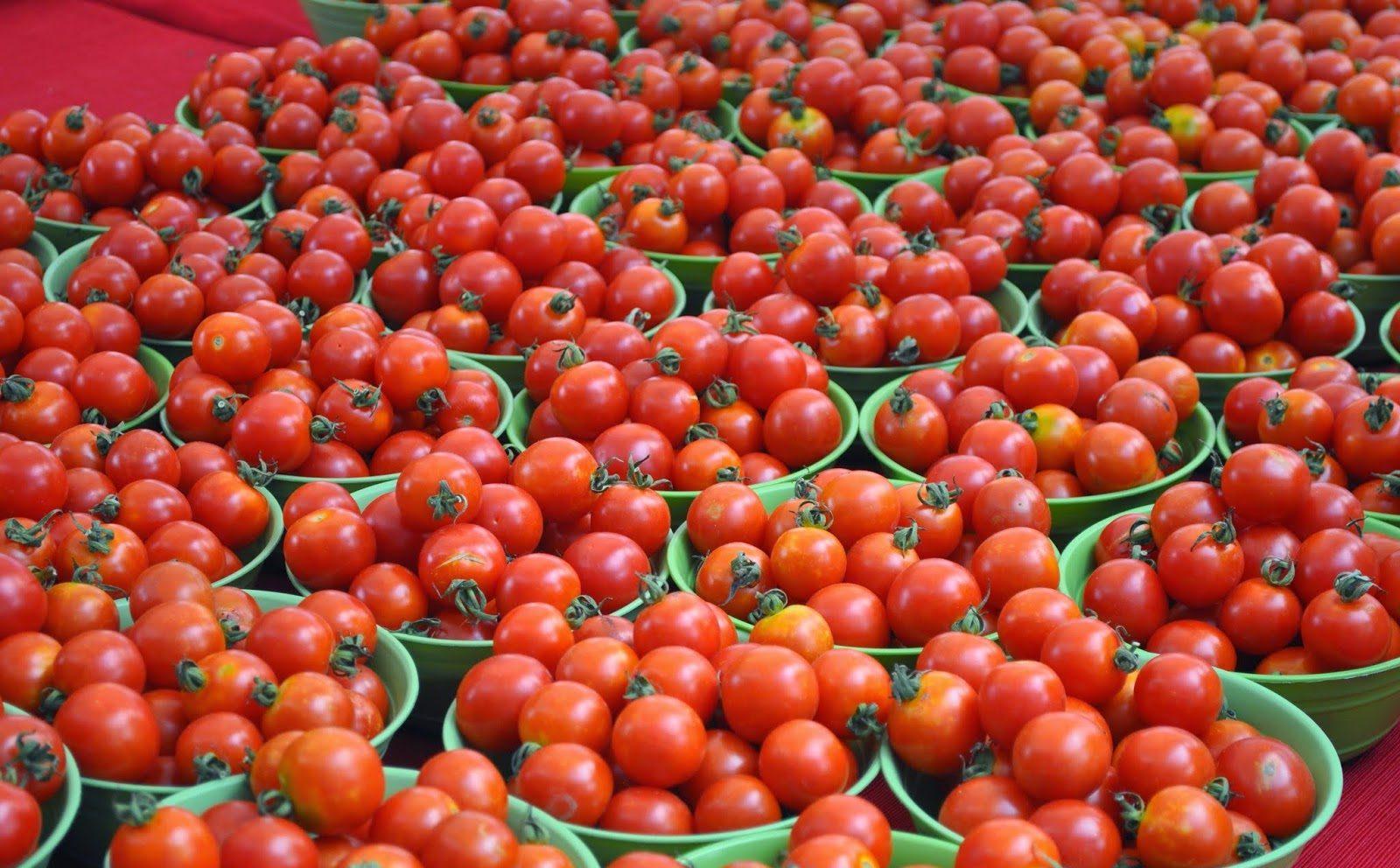 Выращивать помидоры в домашних условиях