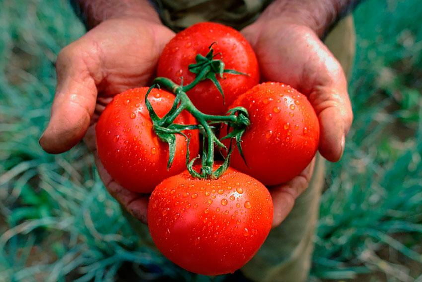 Вояж: описание сорта томата, характеристики помидоров, посев