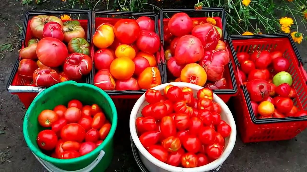 Лучшие сорта томатов для Урала для открытого грунта и теплиц, их описание, фото и отзывы