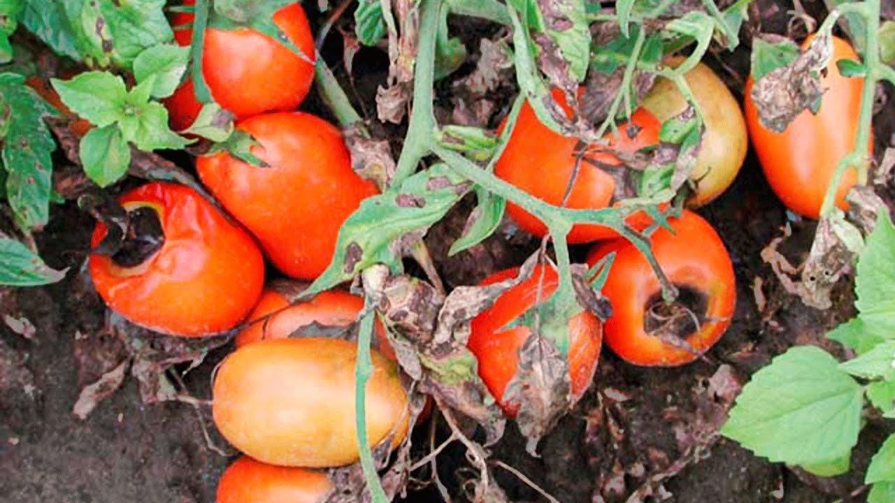 Вершинная гниль на помидорах: лечение, методы борьбы, профилактика в теплице