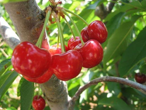 Сорта вишни для Нижегородской области названия, фото, описание