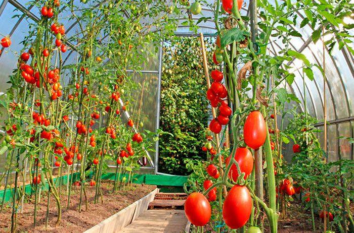 Болезни томатов в теплице причины профилактика и лечение