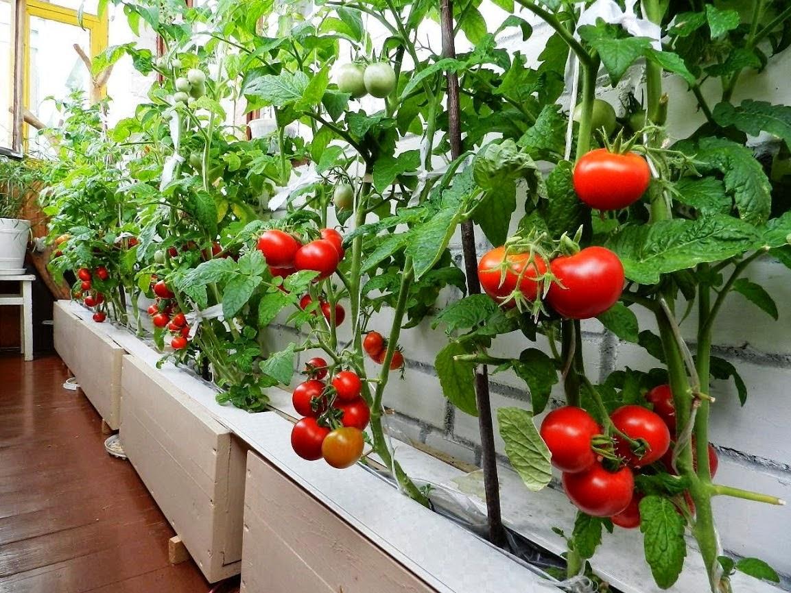 Леопольд: описание сорта томата, характеристики помидоров, посев