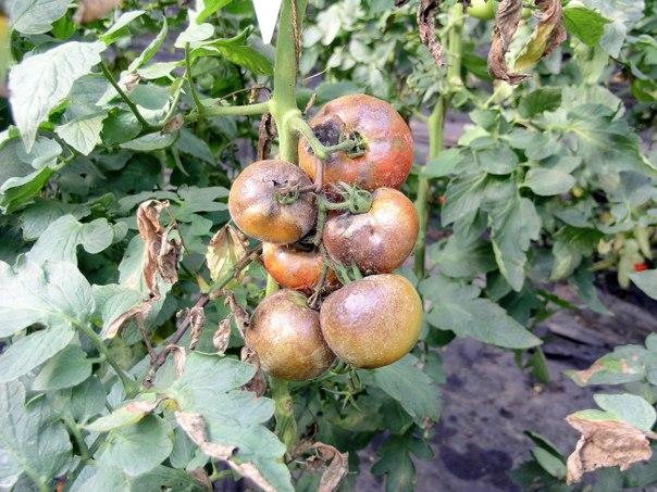 Как нужно поливать помидоры в открытом грунте после посадки?