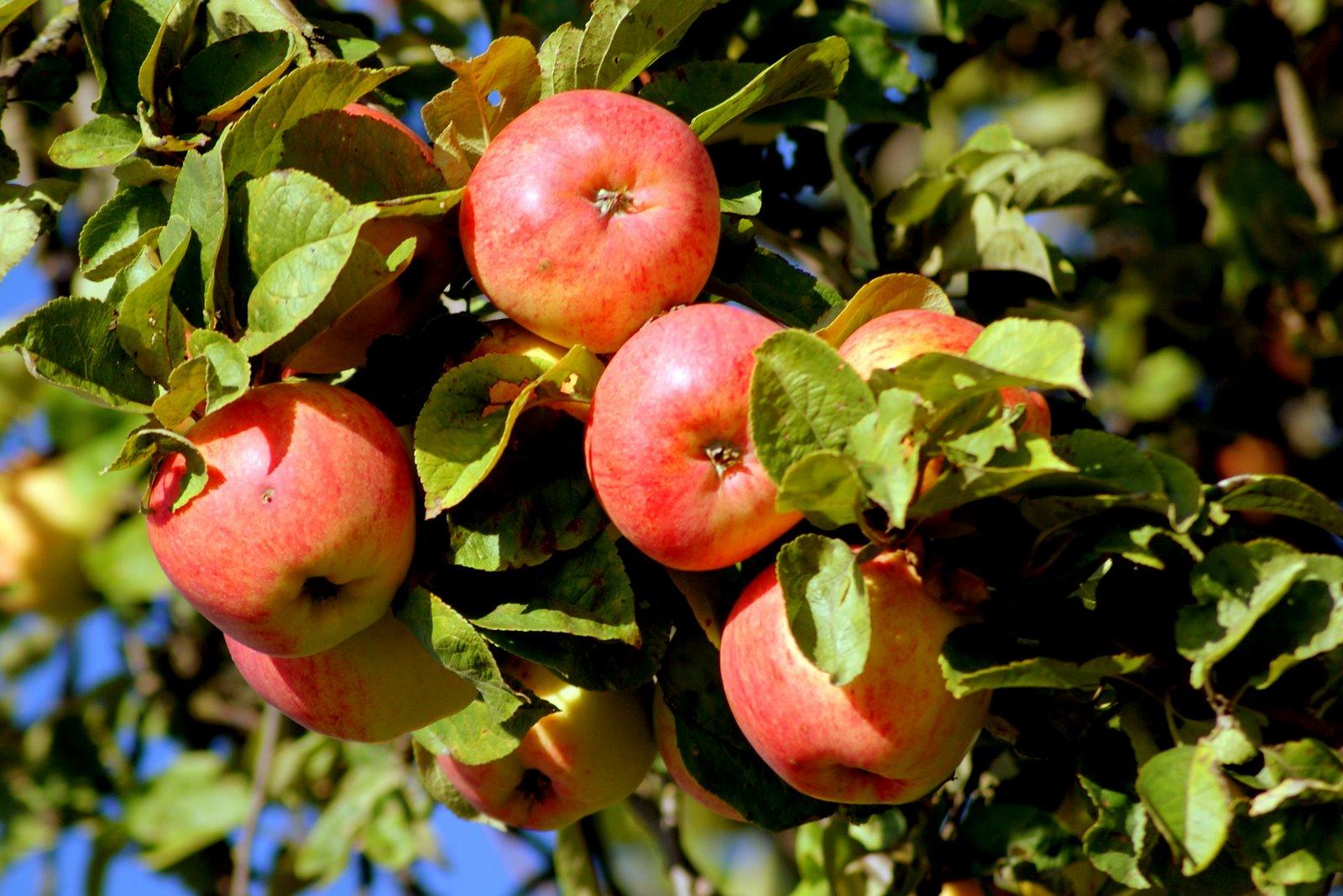 Яблоня Яблочный Спас Описание Сорта Фото