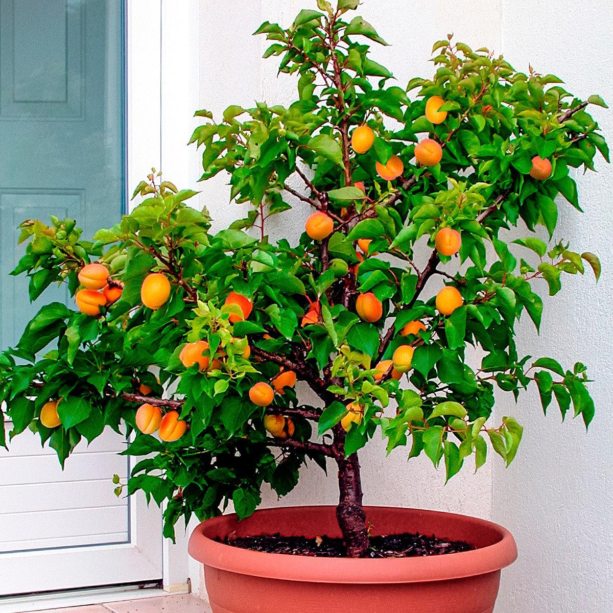 О выращивании персика из косточки в домашних условиях, как прорастить