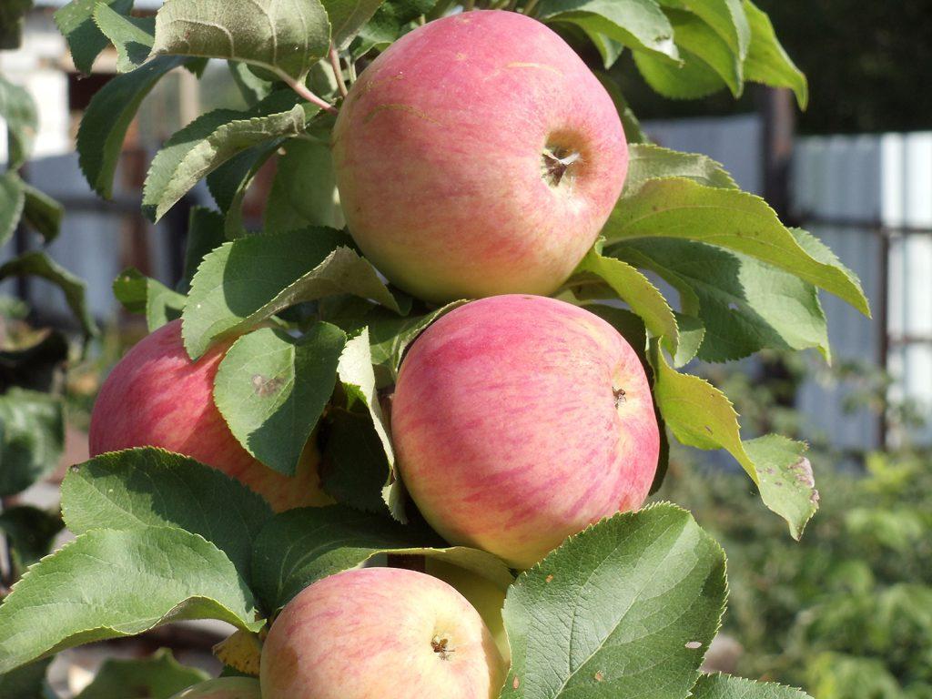 Сорта карликовых яблонь на разных типах подвоев (в тч полукарликовые), нюансы посадки и ухода, фото и видео