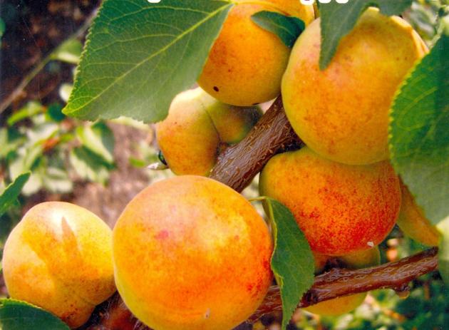 О посадке и уходе за абрикосом на Урале, в Башкирии: как посадить ивыращивать
