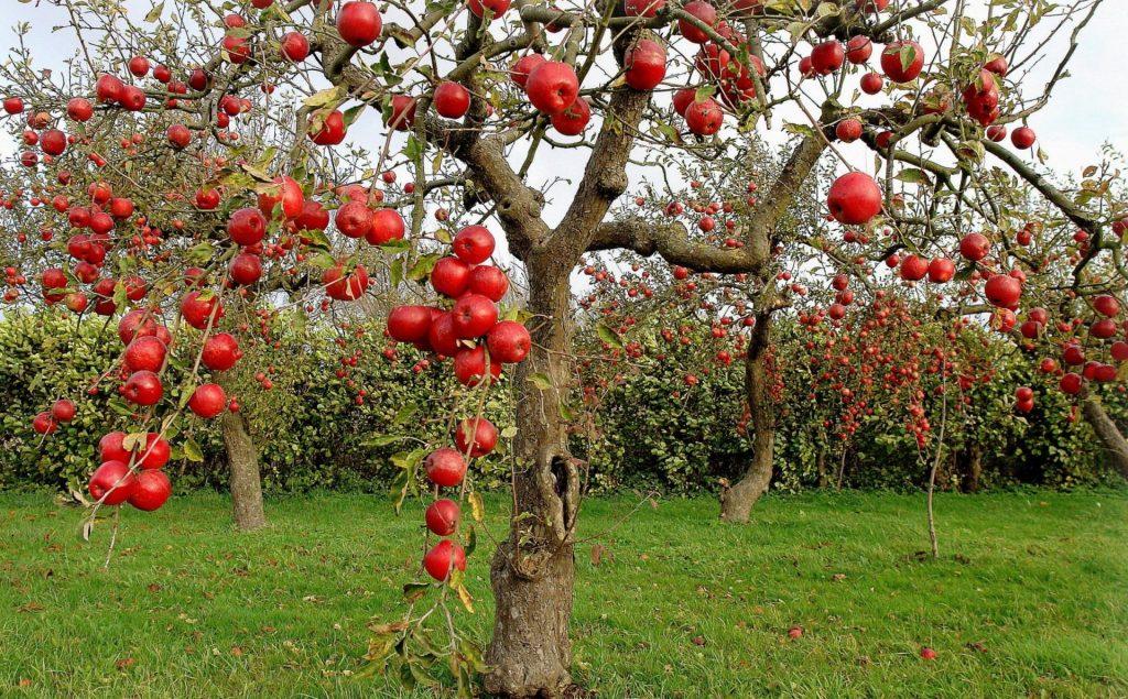 Сорта карликовых яблонь на разных типах подвоев (в тч полукарликовые), нюансы посадки и ухода, фото и видео
