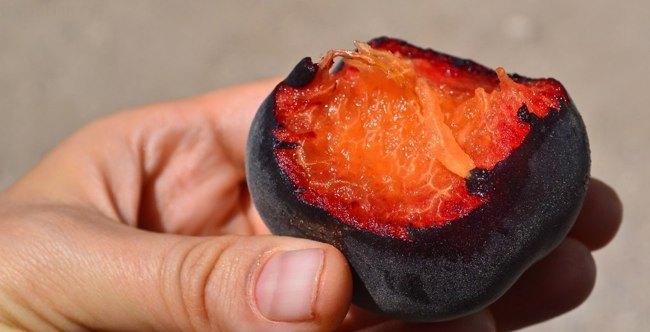 О сортах черного абрикоса: описание и характеристики, посадка, уход,выращивание