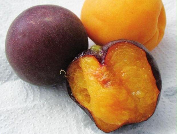 О сортах черного абрикоса: описание и характеристики, посадка, уход,выращивание