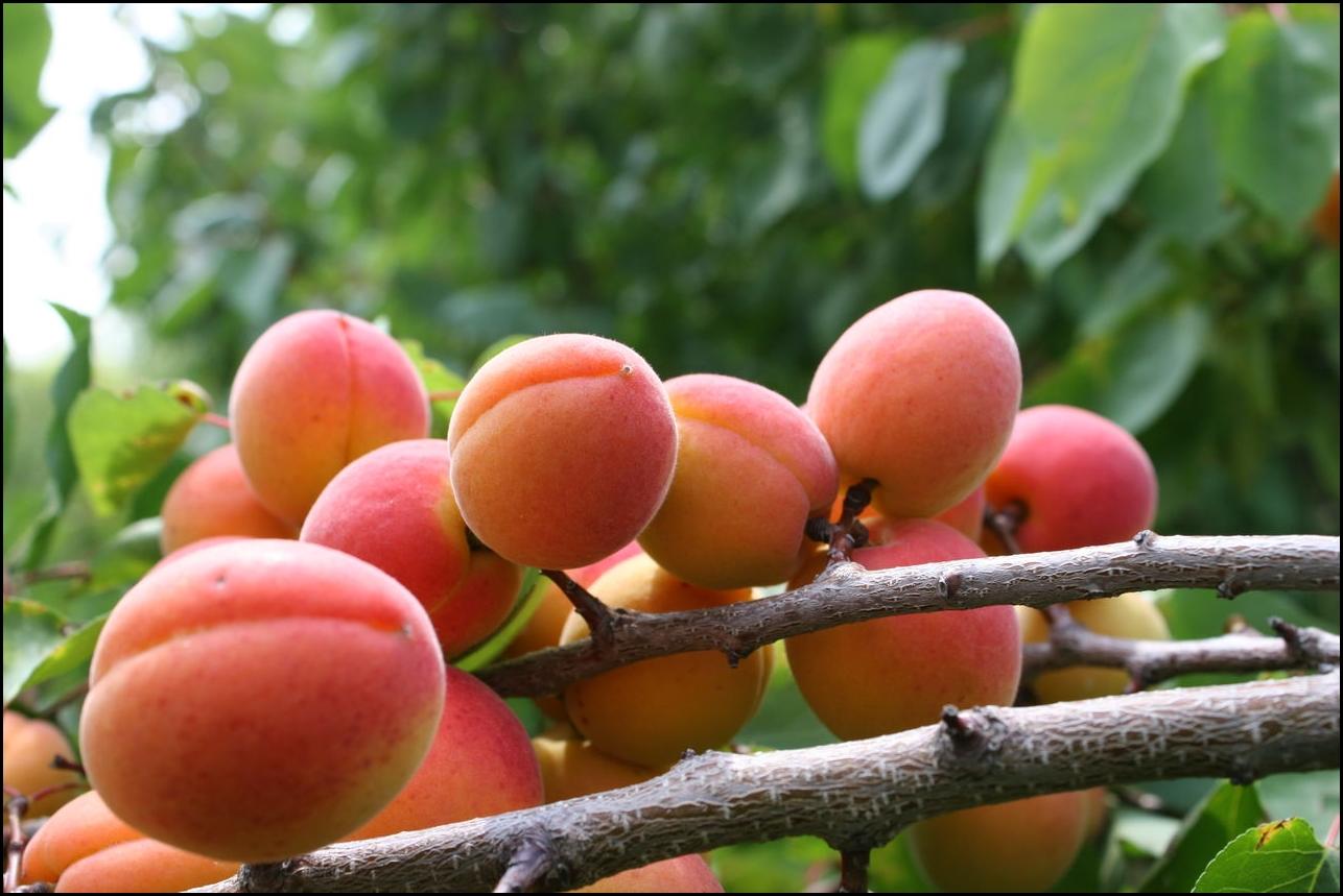 Об абрикосе Водолей: описание и характеристики сорта, посадка, уход,выращивание