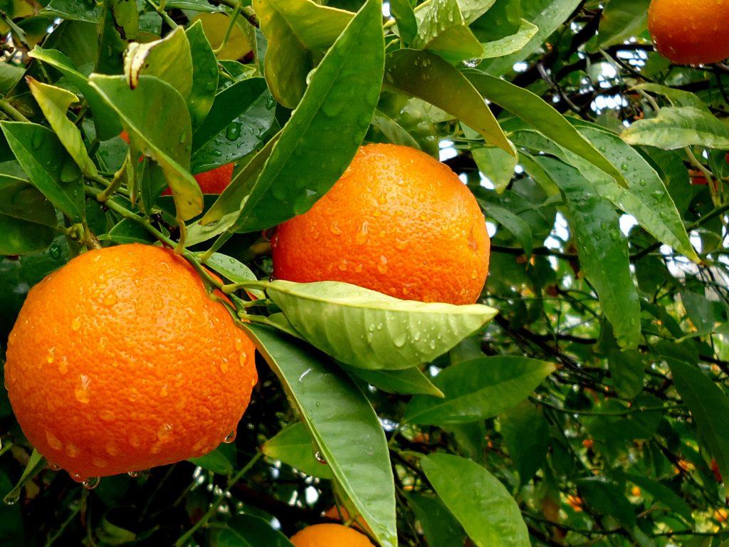 Как вырастить апельсиновое дерево из косточки, фото растения видео