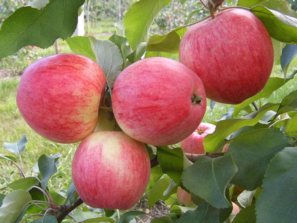 О яблоне Конфетное: описание и характеристики сорта, посадка и уход