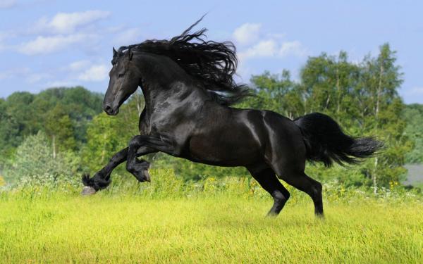 Самые быстрые лошади в мире: средняя скорость бега коня с наездником