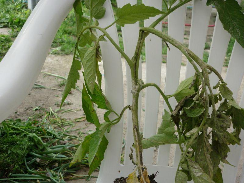Черная ножка у рассады томатов − что делать в домашних условиях, меры борьбы, фото больных сеянцев