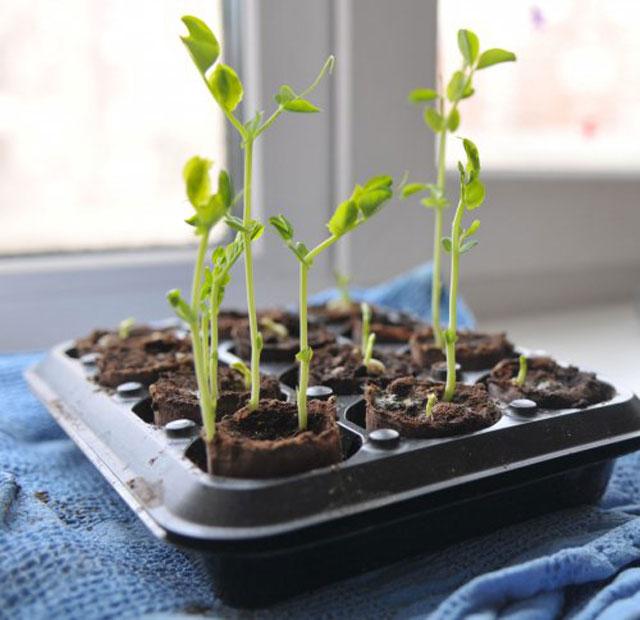 Проращивание гороха для посадки в домашних условиях: нужно ли проращивать икак