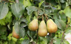 Черви в плодах сливы: причины, чем и как обрабатывать растение от вредителей