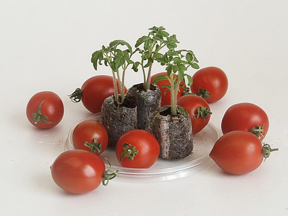 Питьевая сода для рассады томатов и огурцов: как опрыскивать, поливать иудобрять