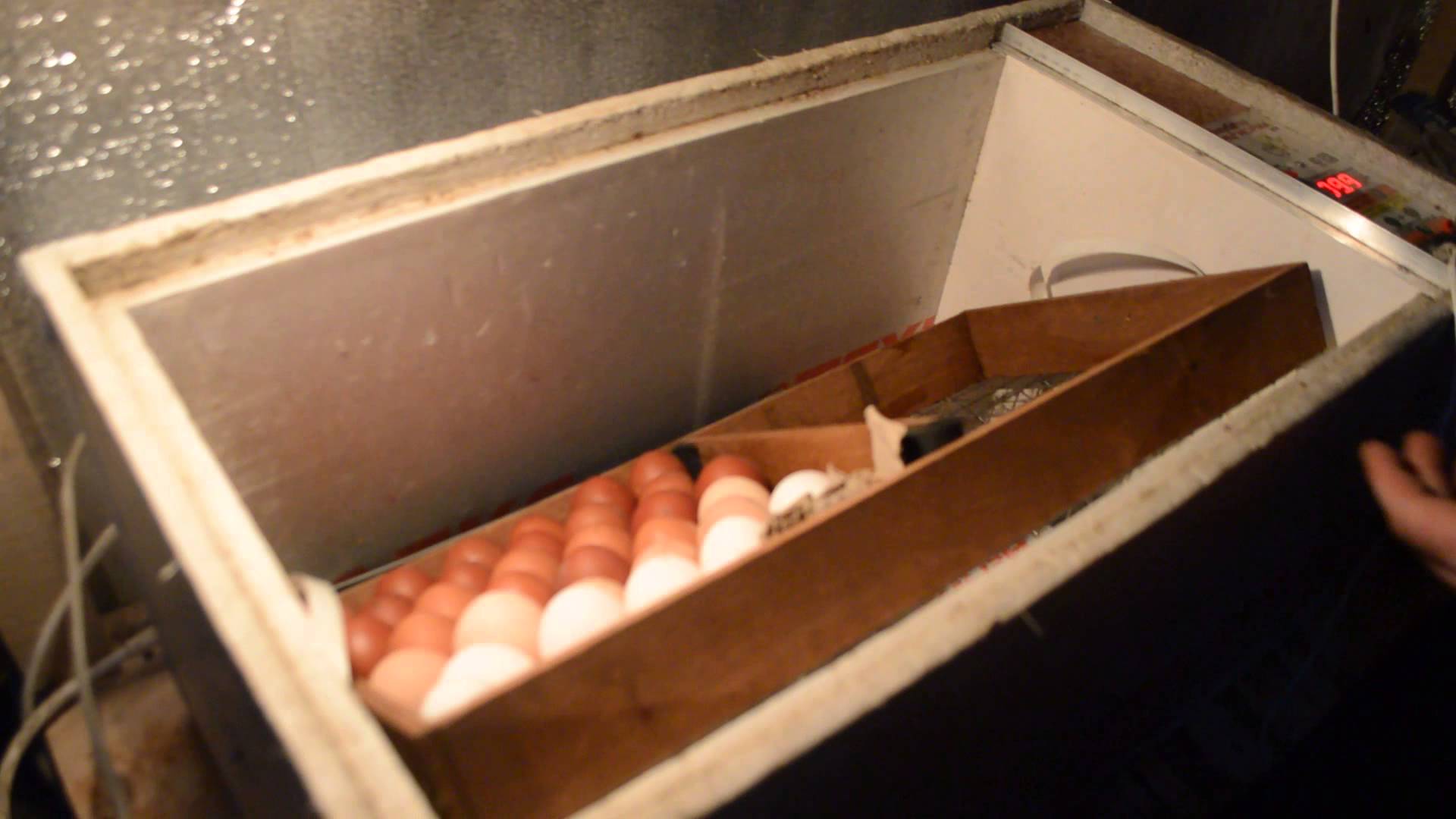 Закладка яиц в инкубатор блиц