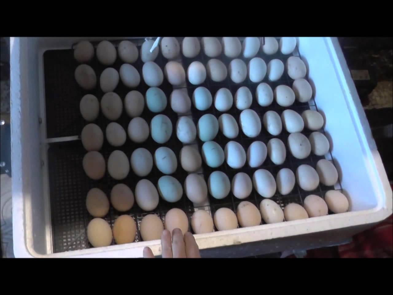 Каким концом закладывать яйца в инкубатор. Инкубатор би-2 104 яйца. Инкубатор Несушка би-1 би-2. Решётка для утиных яиц в инкубатор Несушка би 2. Инкубатор Несушка би 1 би 2 инкубация утиных яиц.