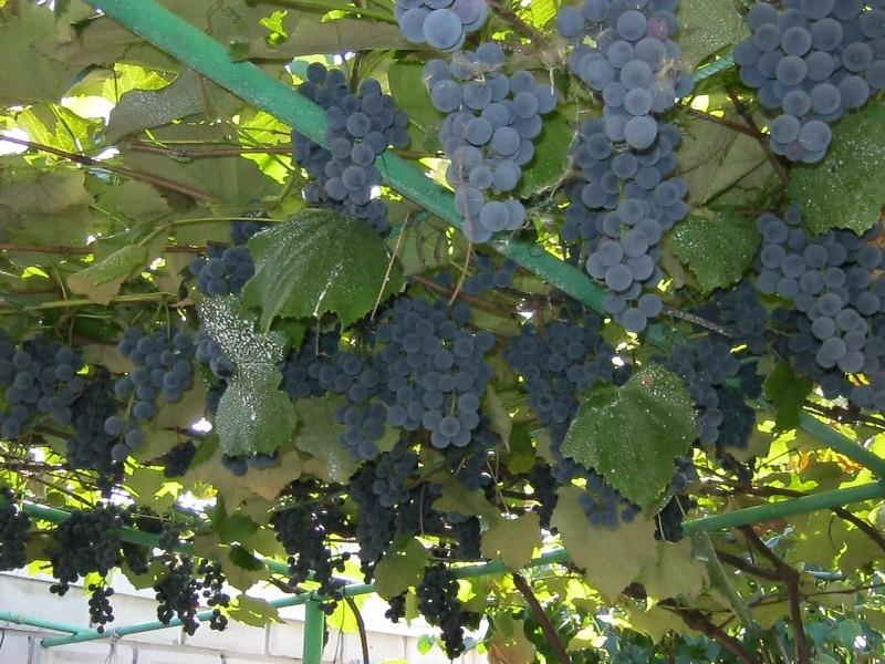 Какой виноград лучше посадить в подмосковье