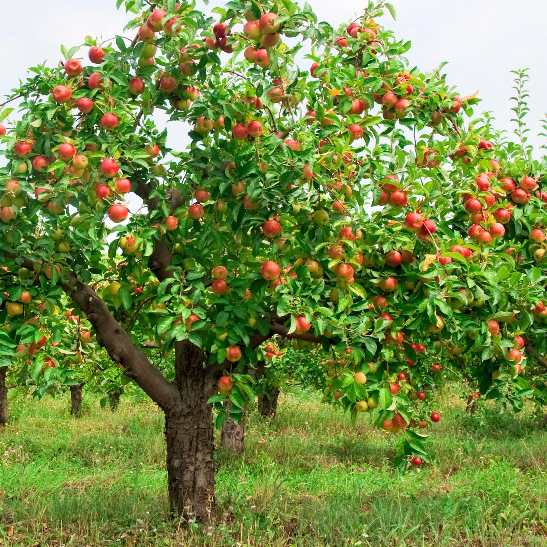 Почему трескается кора на яблонях (что делать)