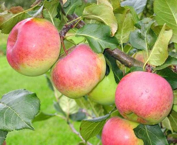 О яблоне Ауксис: описание сорта, характеристики, агротехника, выращивание