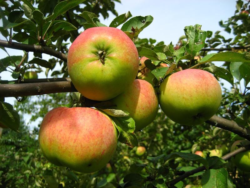 О яблоне Красавица Москвы: описание и характеристики сорта, уход ивыращивание