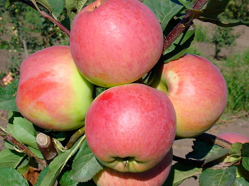 О яблоне Успенское: описание и характеристики сорта, уход и выращивание