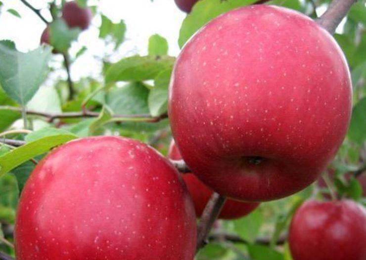 О яблоне Вишневое: описание и характеристики сорта, уход и выращивание