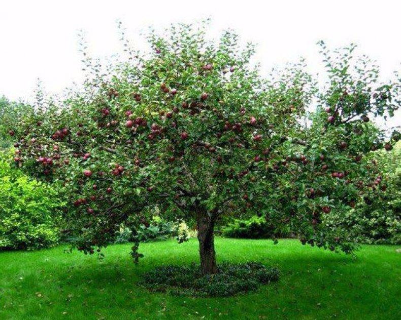 яблоня мельба дерево