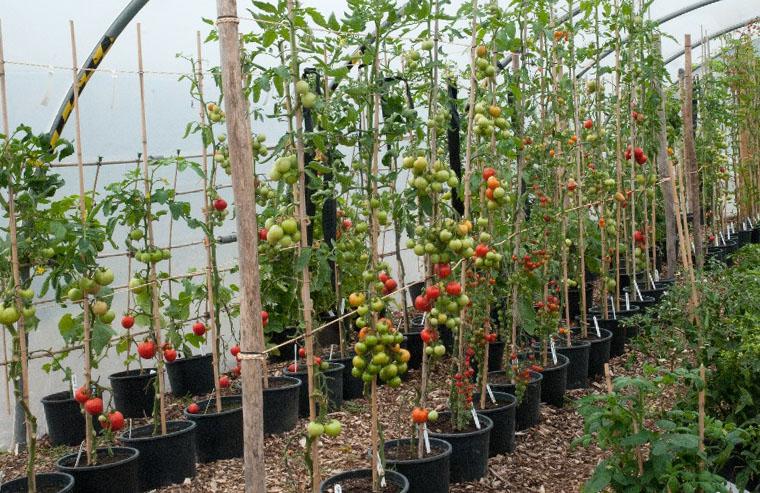 Как и когда подвязывать помидоры, чтобы урожай был без потерь — лучшие способы для подвязки в теплице и открытом грунте