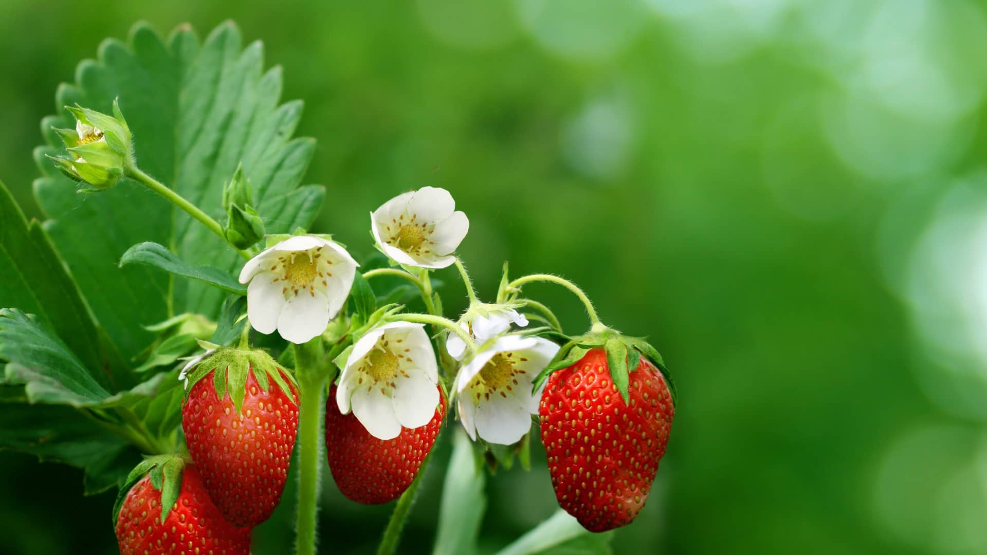 О подкормке клубники во время цветения и плодоношения: чем и как удобрить