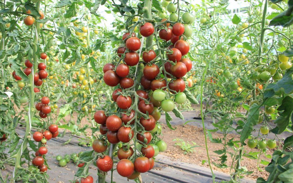 kist-tomata-1