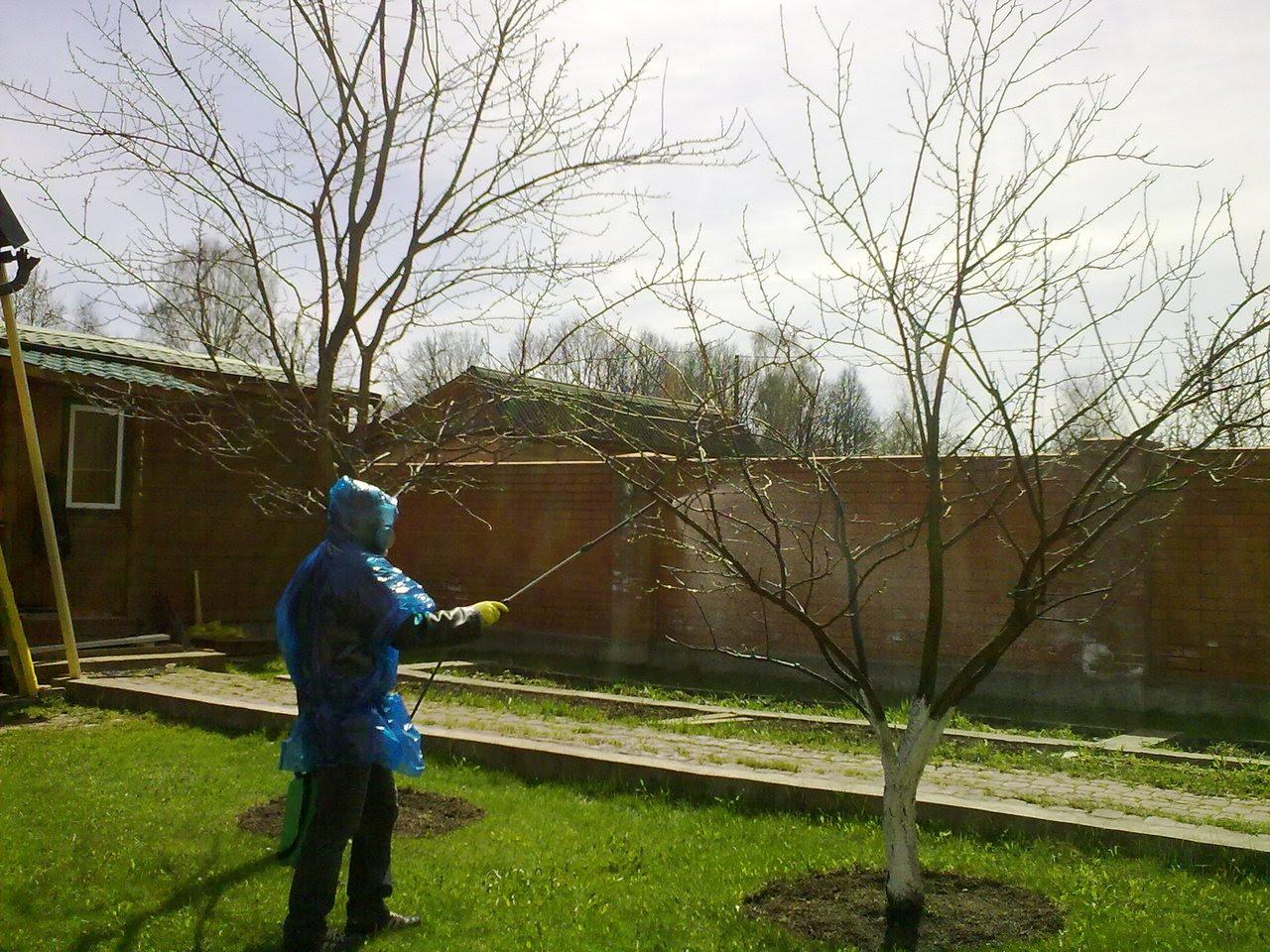 В саду посадили 96 яблонь. Весенняя побелка плодовых деревьев. Опрыскивание деревьев. Обработка деревьев и кустарников. Опрыскивание деревьев в саду.