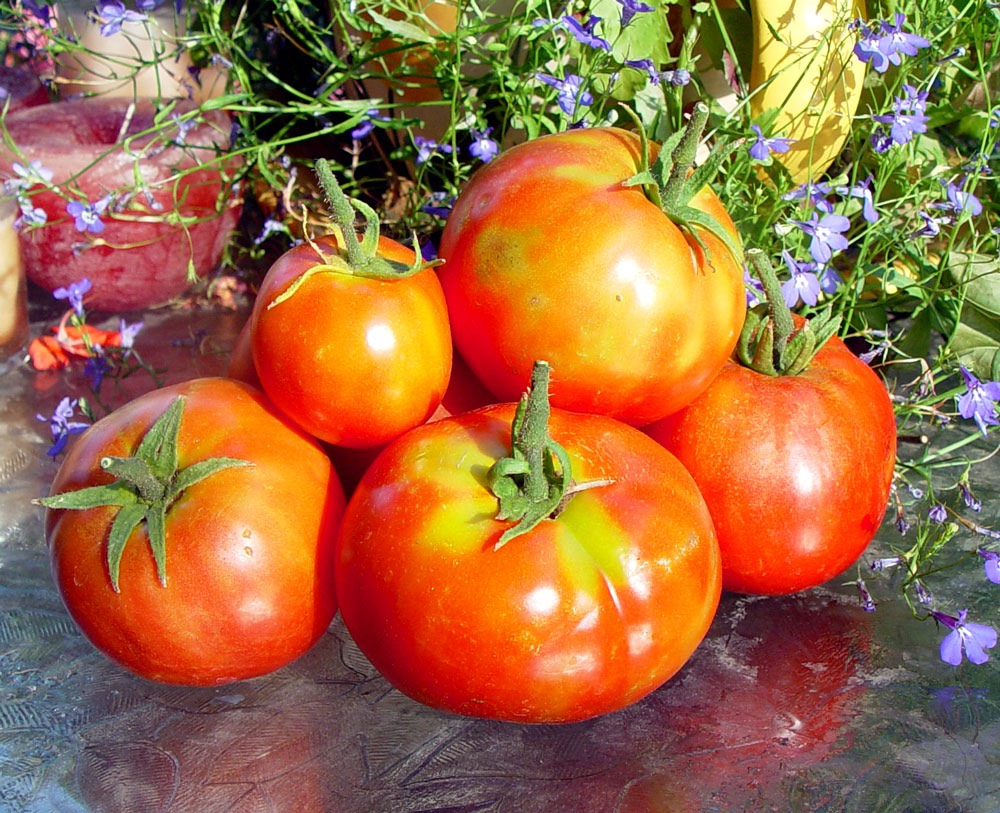Выращивание помидор в ведрах по методу Кизимы и под укрывным материалом