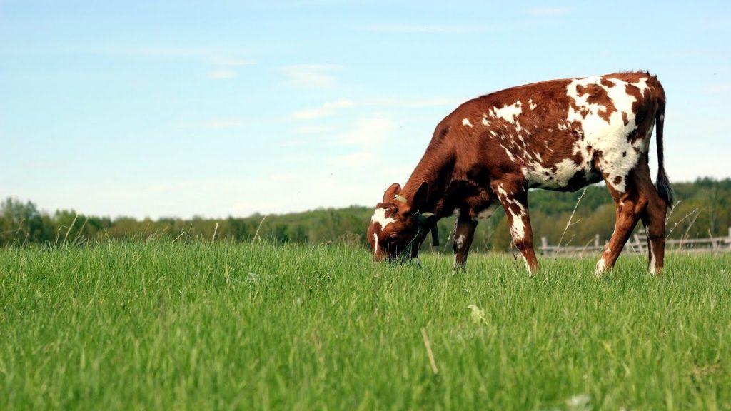 Айрширская порода коров: характеристика и описание