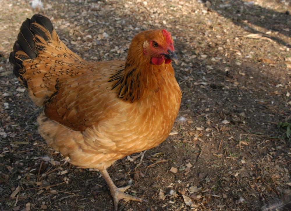 О породе кур Кучинские: описание и характеристика, как определить пол у  цыплят